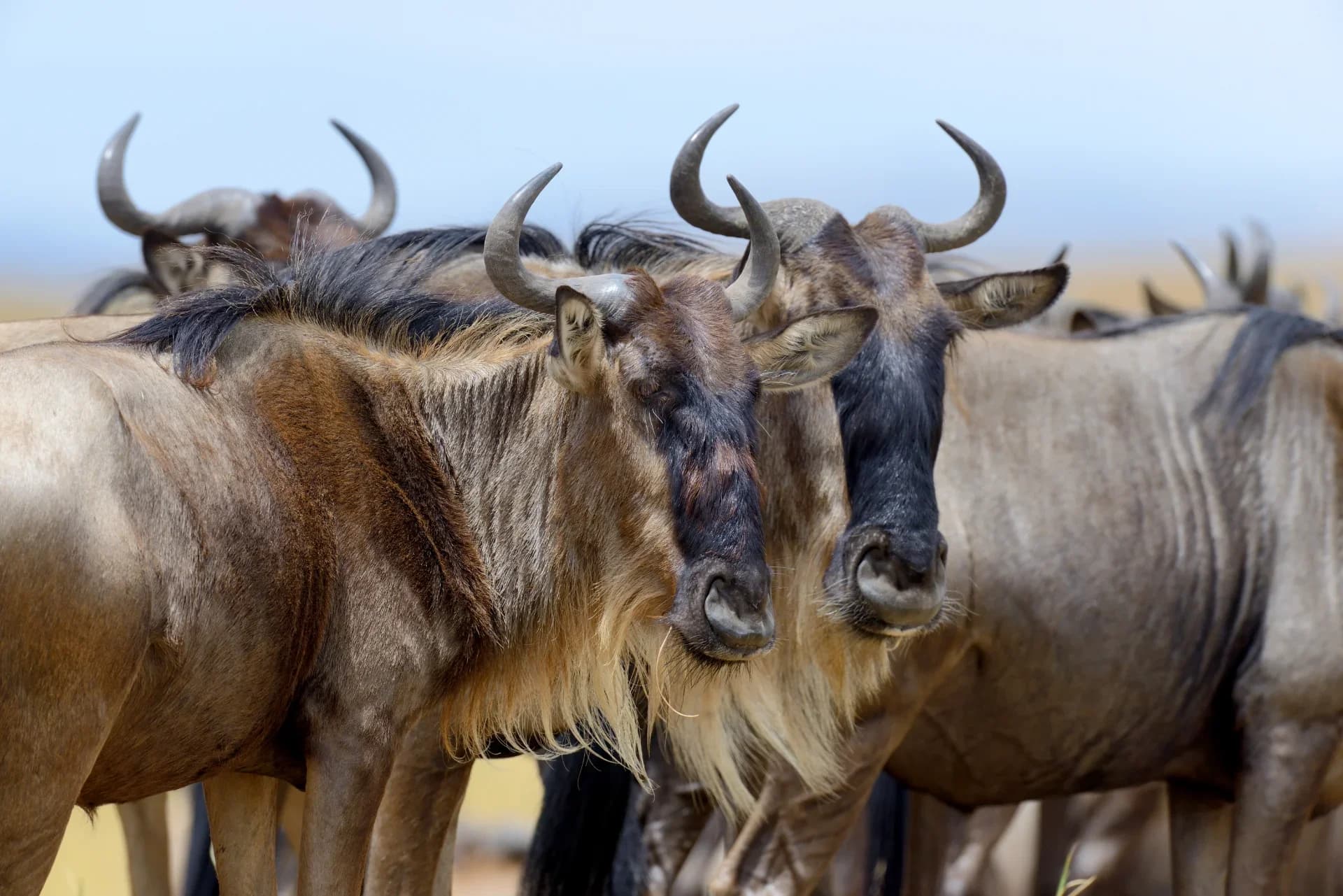 Maasai Mara Safari | Wildbeast Migration