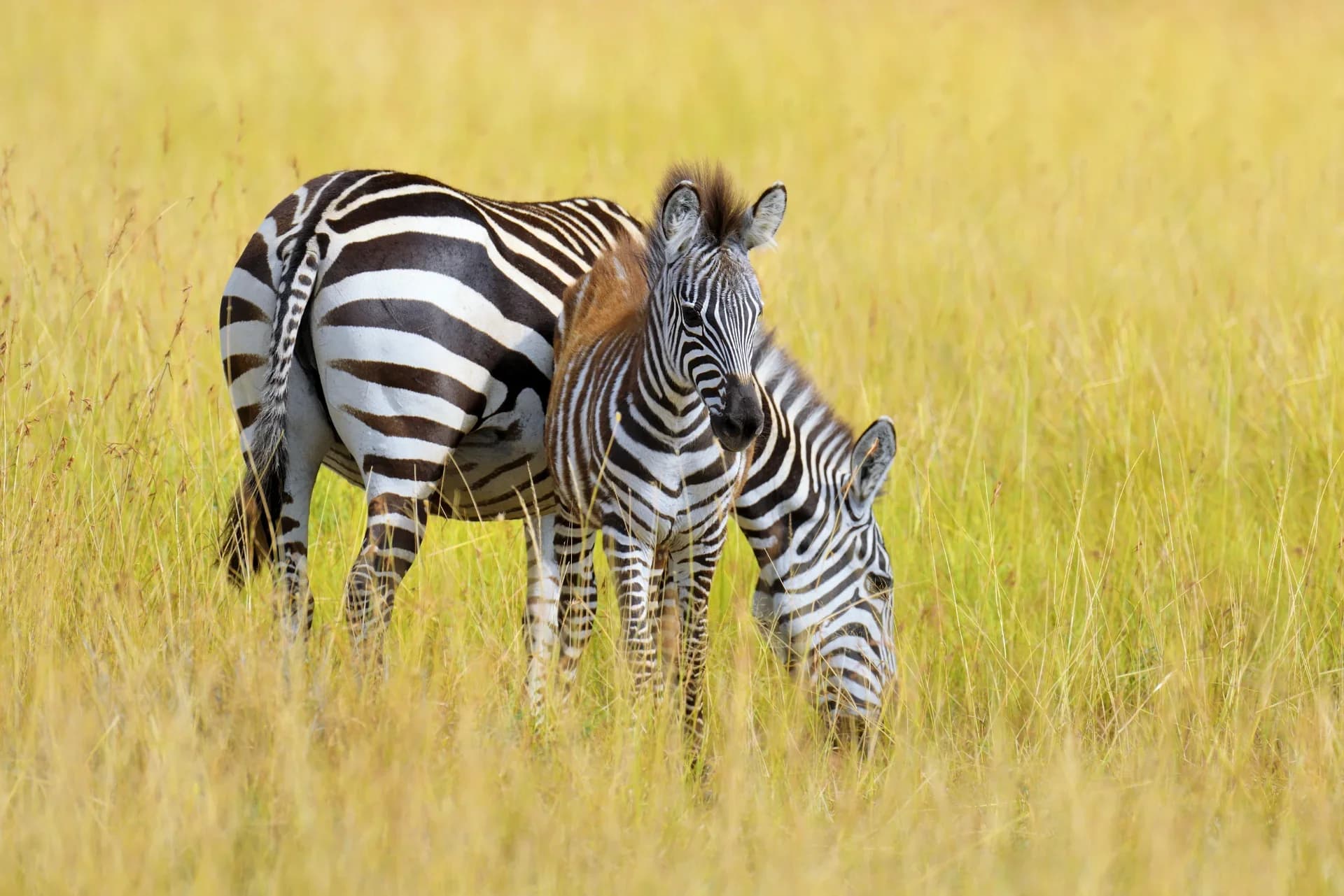 The Complete Guide to Visiting Ruma National Park in Kenya