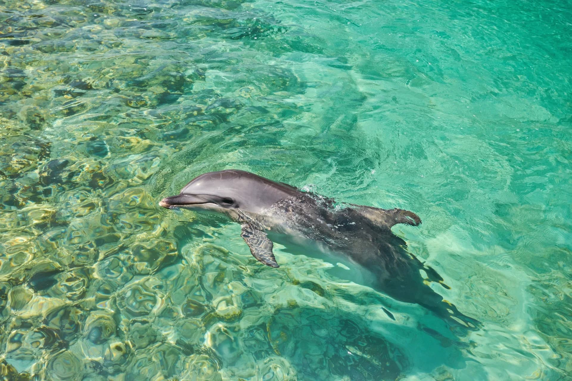 Diani & Wasini Dolphin Tour Experience