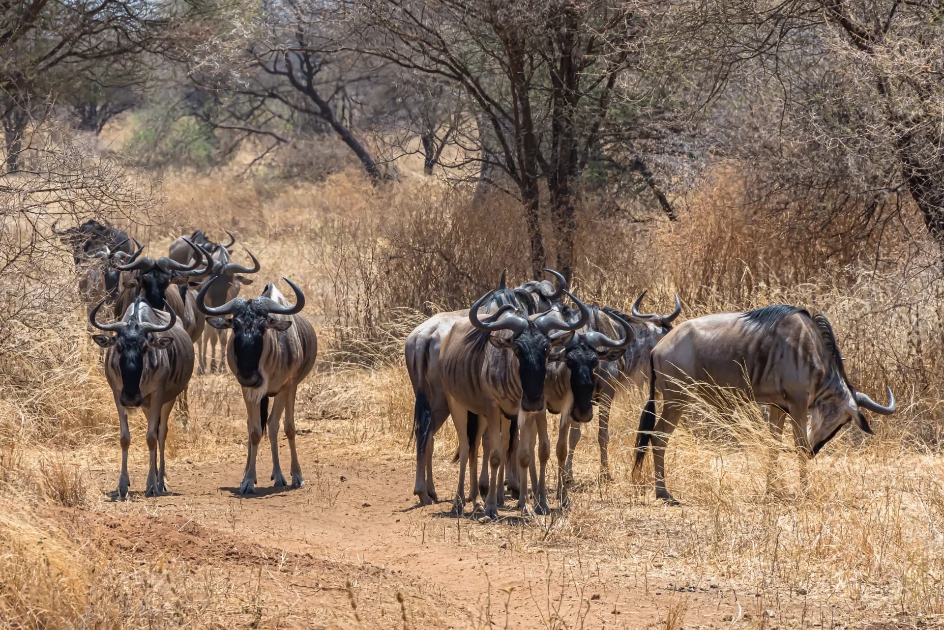 Maasai Mara Wildebeest Migration Group Joining Safari Cover