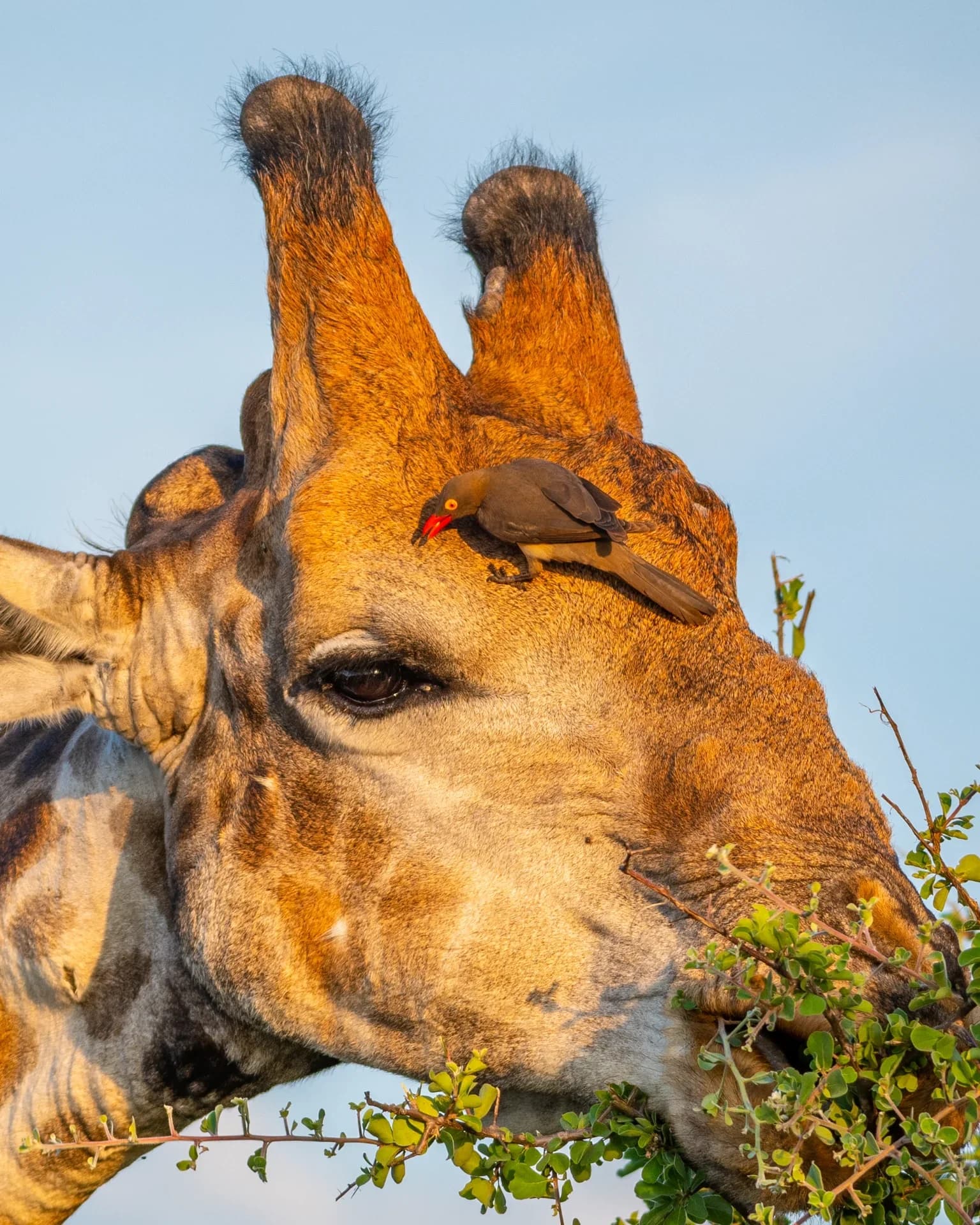 Amboseli National Park