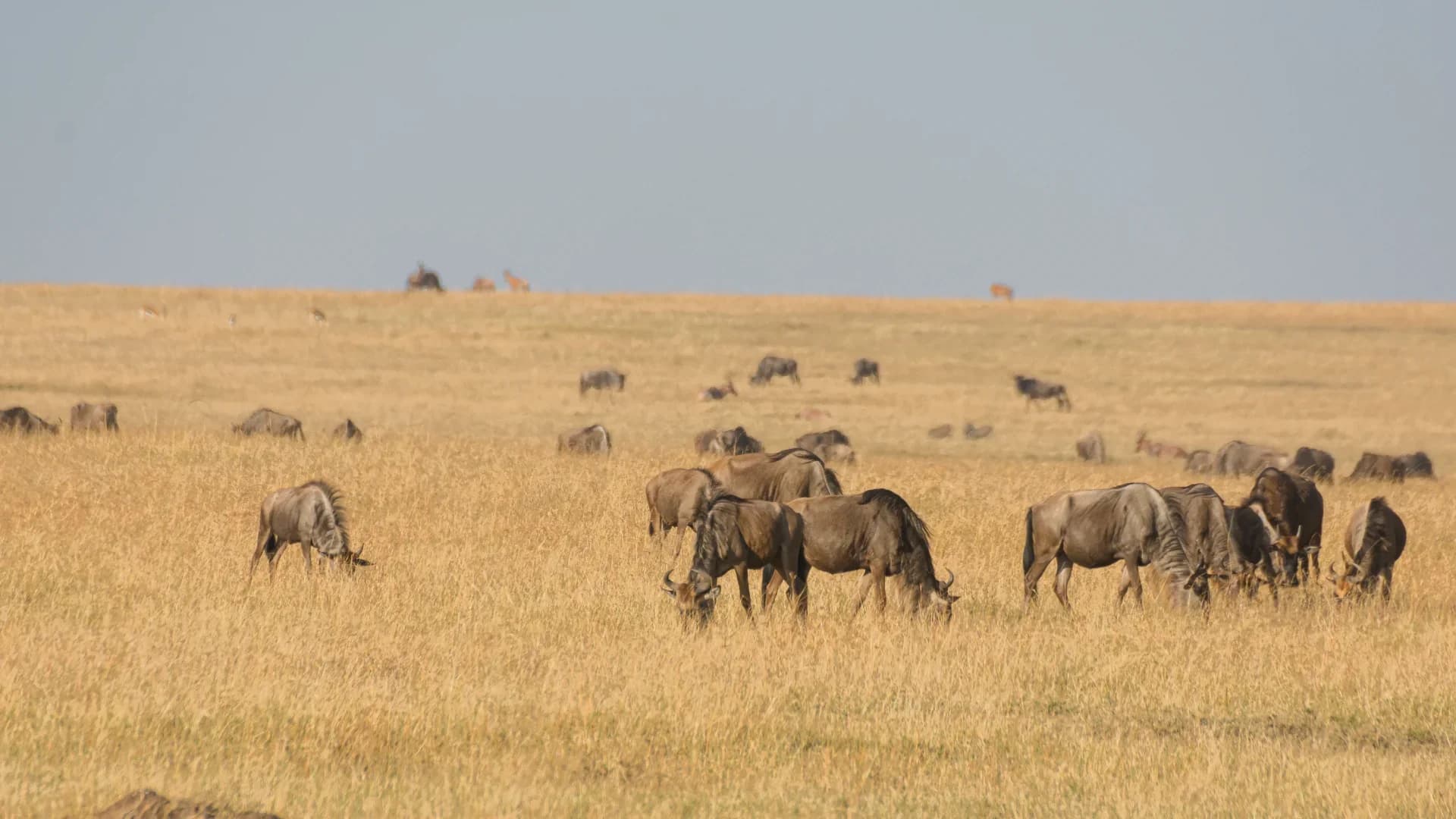 Maasai Mara Wildebeest Migration Group Joining Safari