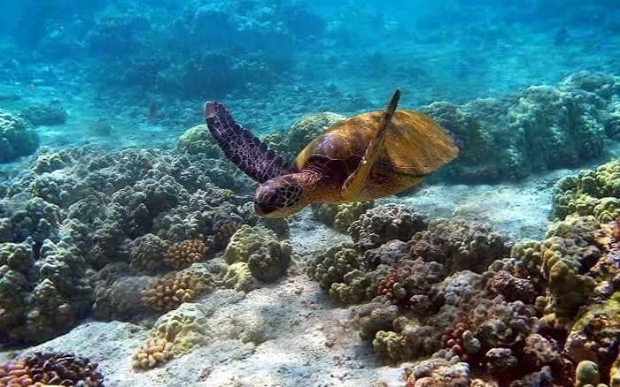 Watamu Turtle Watch