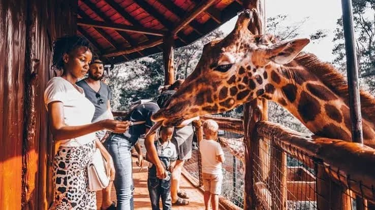 Giraffe Centre