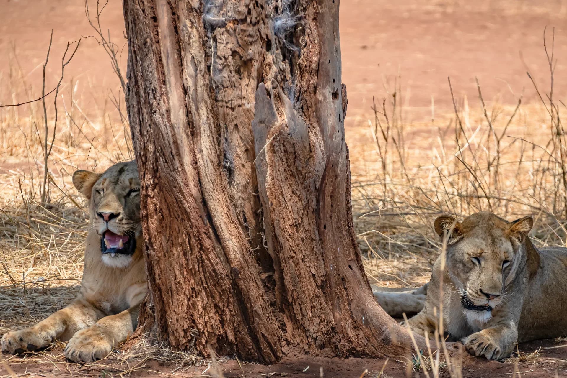 Tsavo National Park