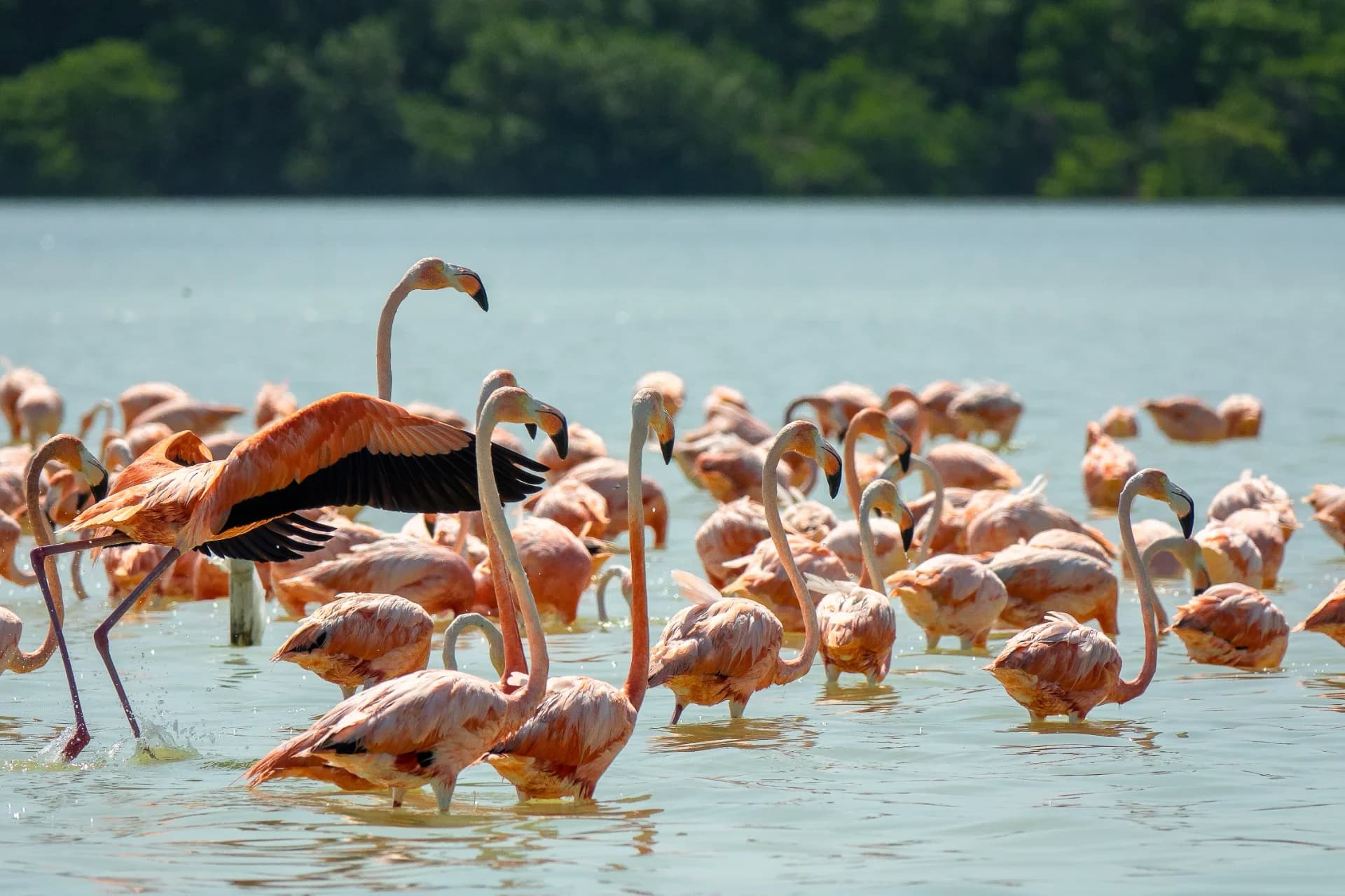Naivasha & Elementaita Self Drive Getaway